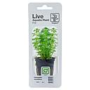 Tropica Single Package Pianta Limnophila Sessiliflora vasetto