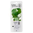 Tropica Single Package Pianta Anubias Barteri Caladiifolia vasetto