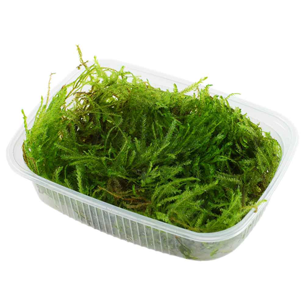 Tropica Pianta Taxiphyllum "Spiky Moss" in porzione