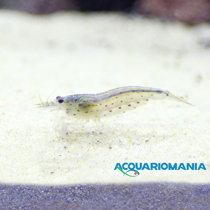 Caridina Japonica "gamberetto di Amano" mangia alghe in acqua dolce