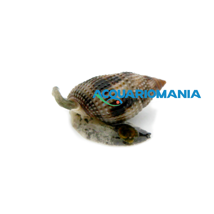 Nassarius Distorsus Lumaca pulizia della sabbia per acqua marina