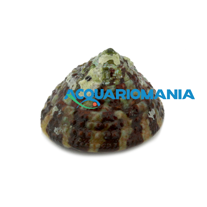 Trochus Histrio Lumaca mangia alghe per acqua marina
