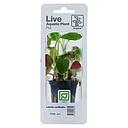 Tropica Single Package Pianta Lobelia Cardinalis vasetto