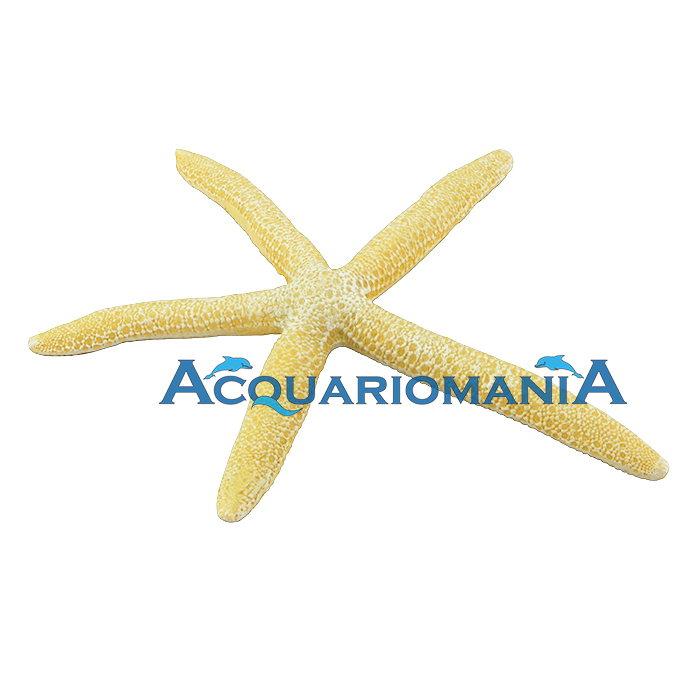 Decoro Stella L gialla 15cm