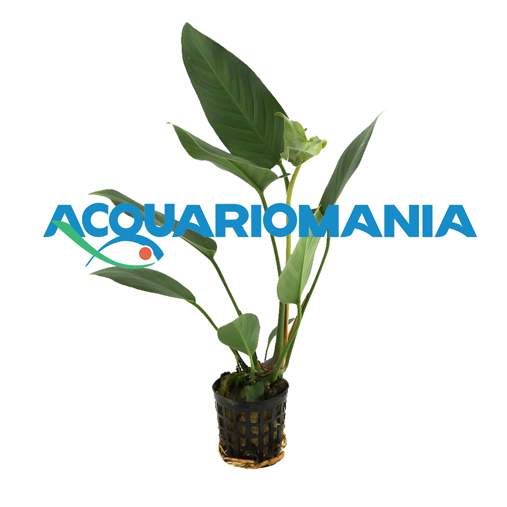 Pianta Anubias Hastifoglia vasetto