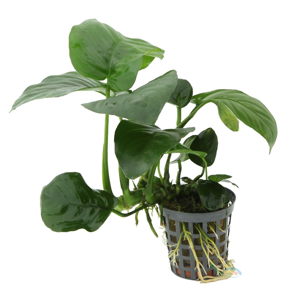 Pianta Anubias Barteri Nana vasetto