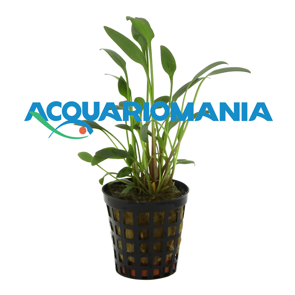 Aquafleur Pianta Cryptocoryne Nevelli vasetto