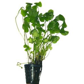 Pianta Marsilea Crenata vasetto