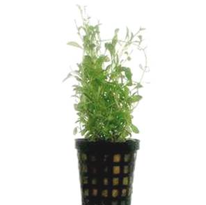 Pianta Glossostigma Elatinoides vasetto