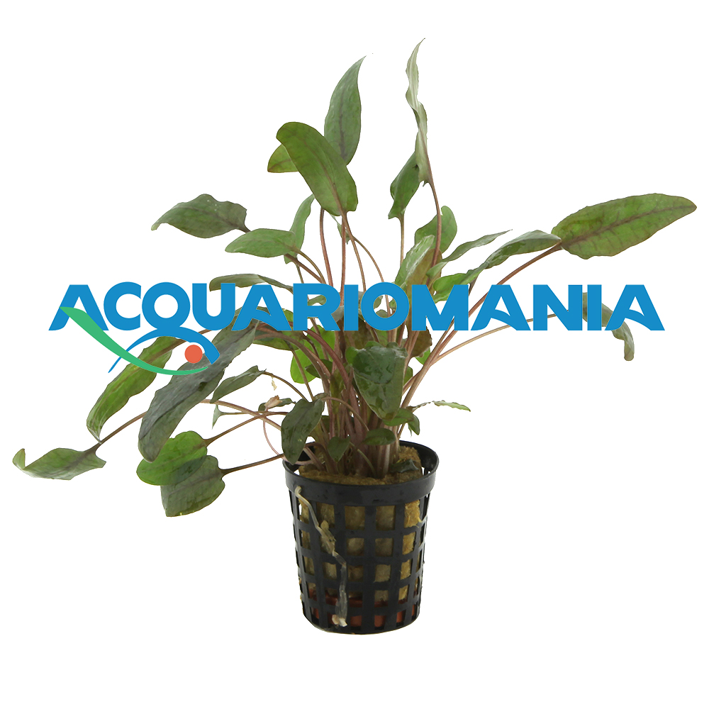 Aquafleur Pianta Cryptocoryne Bullosa vasetto