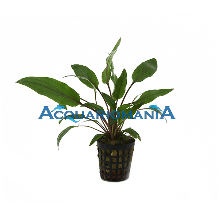 Aquafleur Pianta Cryptocoryne Undulata Kasselman vasetto