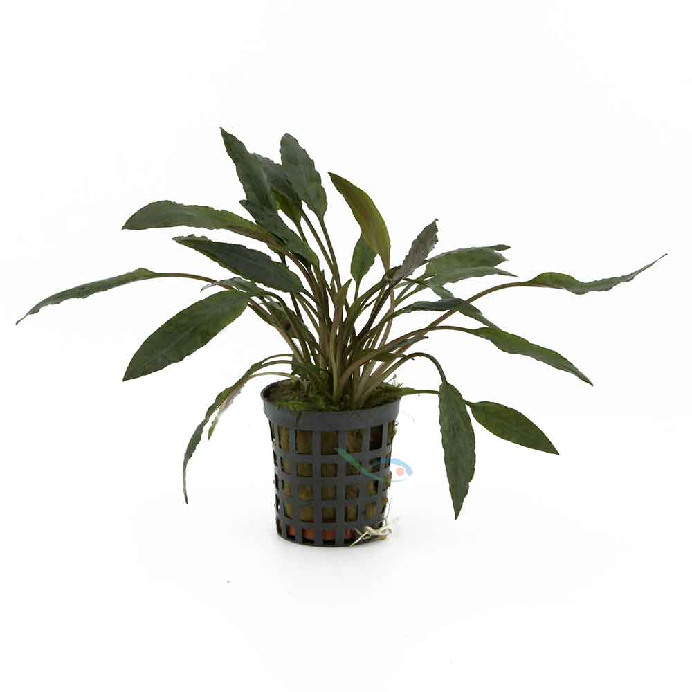 Aquafleur Pianta Cryptocoryne Petchii vasetto