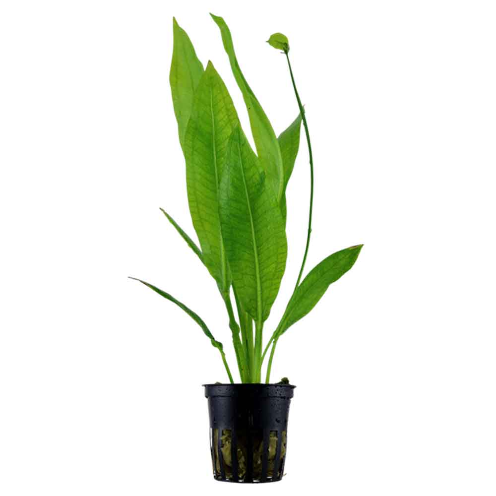 Tropica Pianta Echinodorus grisebachii 'Bleherae'