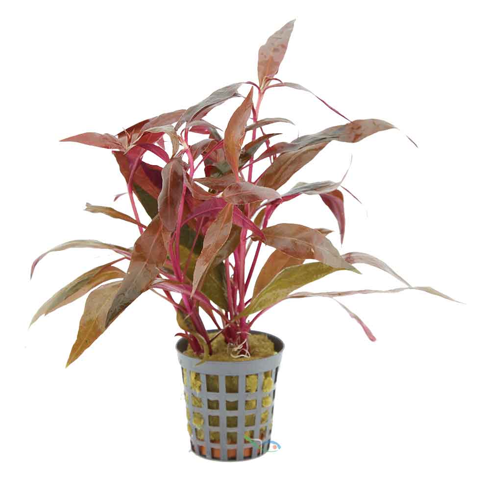 Aquafleur Pianta Alternanthera reineckii in vasetto
