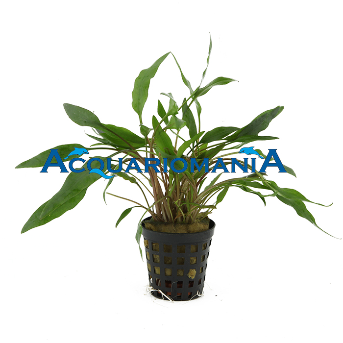 Aquafleur Pianta Cryptocoryne undulatus green vasetto