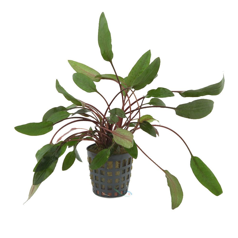 Aquafleur Pianta Cryptocoryne beckettii vasetto