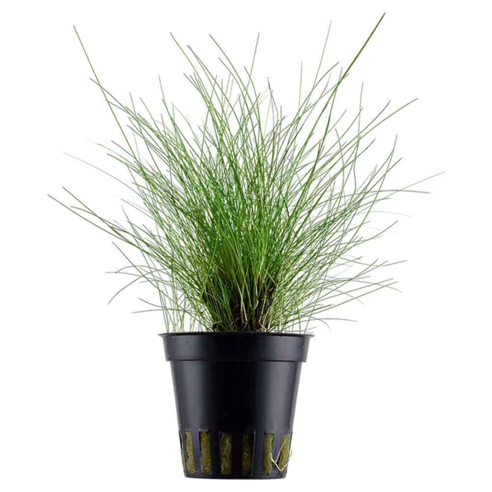 Tropica Pianta Eleocharis "Parvula" in vasetto