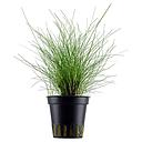 Tropica Pianta Eleocharis "Parvula" in vasetto
