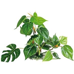Blu Bios Pianta Anubias 25cm