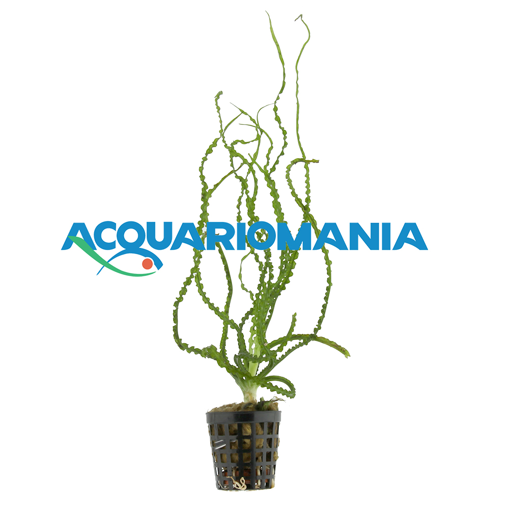Pianta Crinum calamistratum vasetto