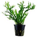 Tropica Pianta Microsorum Pteropus "'Windelov" in vasetto