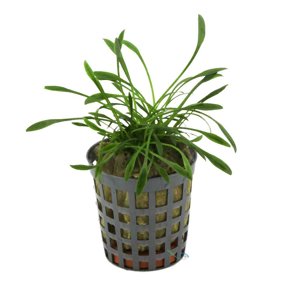 Aquafleur Pianta Cryptocoryne Parva vasetto