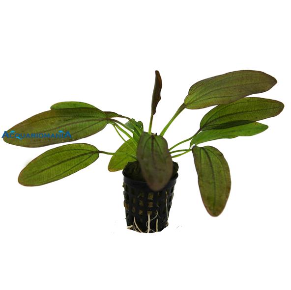 Pianta Echinodorus Osiris vasetto