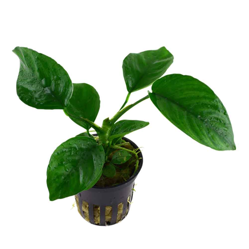 Tropica Pianta Anubias Barteri Caladiifolia in vasetto
