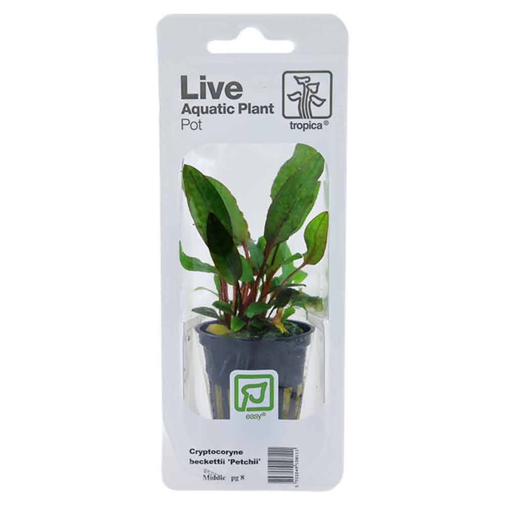 Tropica Single Package Pianta Cryptocoryne Beckettii "Petchii" vasetto