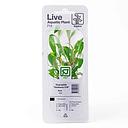 Tropica Single Package Pianta Hygrophila Siamensis 53B vasetto