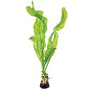 Tropica Pianta Aponogeton Ulvaceus bulbo