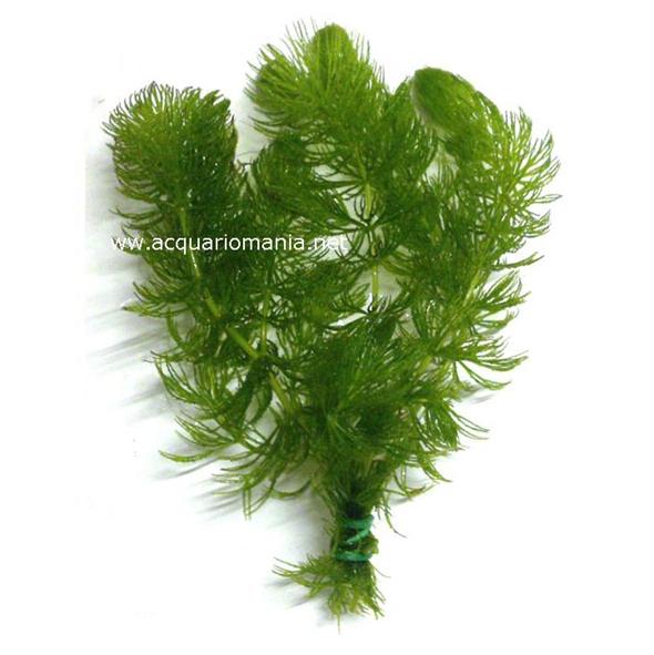 Pianta Ceratophyllum Demersum