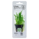 Tropica Single Package Pianta Lilaeopsis Brasiliensis vasetto