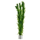 Tropica Pianta Egeria Densa in mazzetto