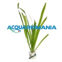 Pianta Vallisneria Gigantea mazzetto