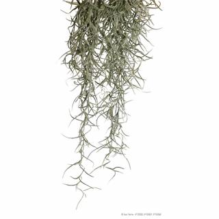 Exoterra Plant Spanish Moss Hanging medium