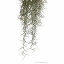 Exoterra Plant Spanish Moss Hanging medium