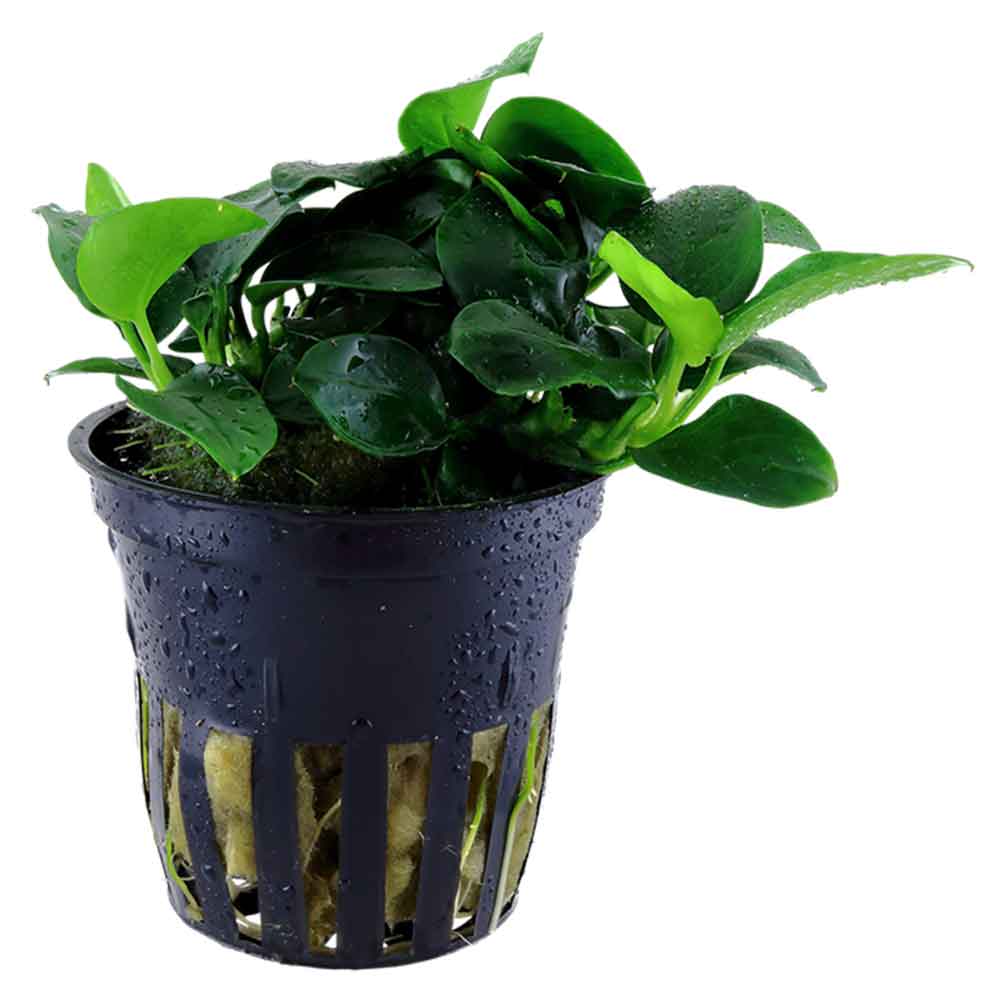 Tropica Pianta Anubias Barteri "Petite"in vasetto