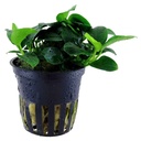 Tropica Pianta Anubias Barteri "Petite"in vasetto