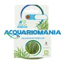 Aquafleur Easy Grow Pianta Helianthium Tenellum in Vitro Cup