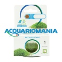 Aquafleur Easy Grow Pianta Riccia Fluitans in Vitro Cup