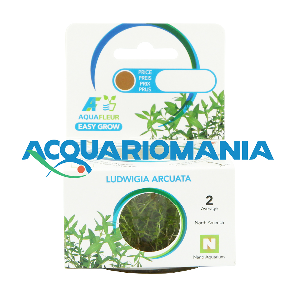 Aquafleur Easy Grow Pianta Ludwigia Arcuata in Vitro Cup