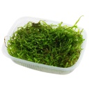 Tropica Pianta Taxiphyllum Barbieri " Bogor Moss" in porzione