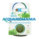 Aquafleur Easy Grow Pianta Micranthemum Micranthemoides in Vitro Cup