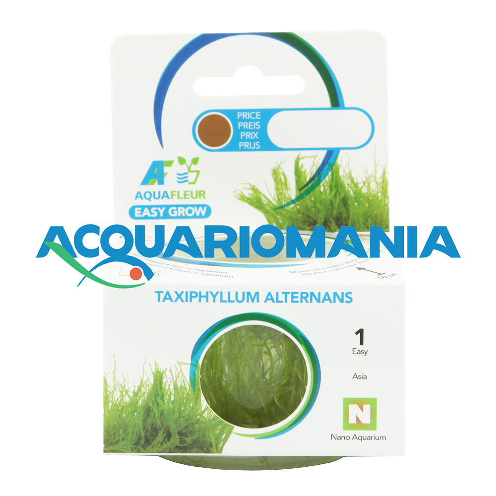 Aquafleur Easy Grow Pianta Taxiphyllum Alternans in Vitro Cup