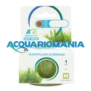 Aquafleur Easy Grow Pianta Taxiphyllum Alternans in Vitro Cup