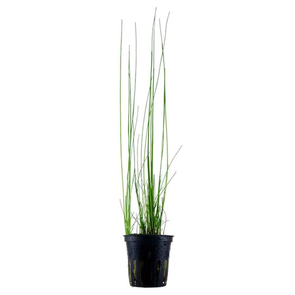 Tropica Pianta Eleocharis montevidensis in vasetto