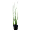 Tropica Pianta Eleocharis montevidensis in vasetto