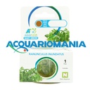 Aquafleur Easy Grow Pianta Ranunculus Undulatus in Vitro Cup