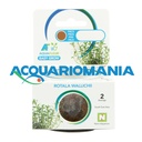 Aquafleur Easy Grow Pianta Rotala Wallichii in Vitro Cup
